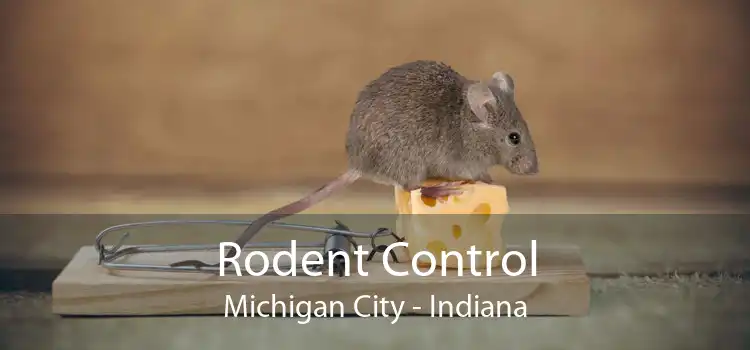 Rodent Control Michigan City - Indiana