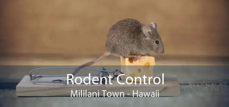 Rodent Control Mililani Town - Hawaii