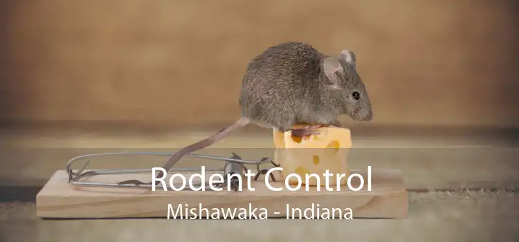 Rodent Control Mishawaka - Indiana