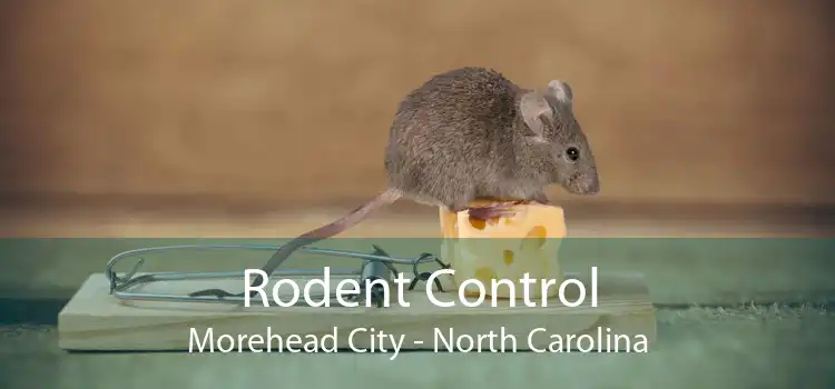 Rodent Control Morehead City - North Carolina