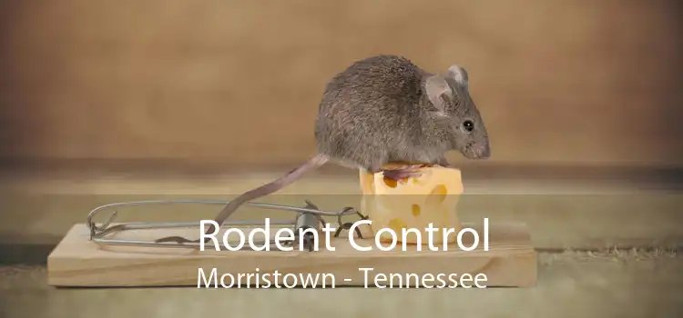 Rodent Control Morristown - Tennessee