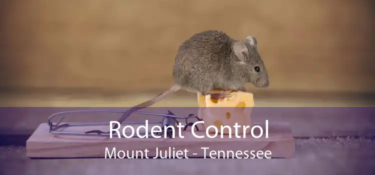 Rodent Control Mount Juliet - Tennessee