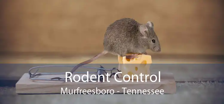 Rodent Control Murfreesboro - Tennessee