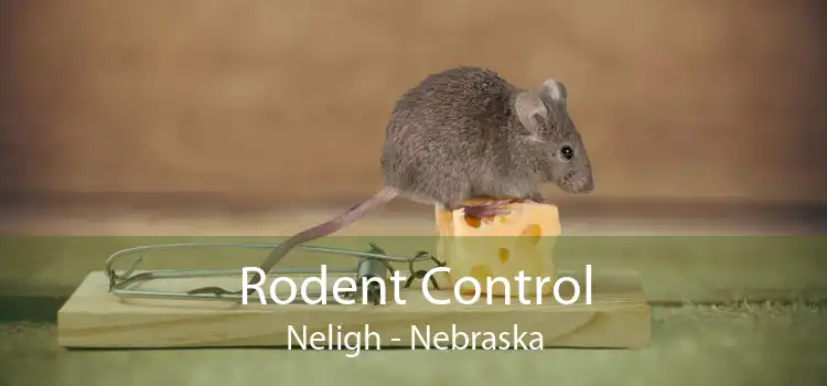 Rodent Control Neligh - Nebraska