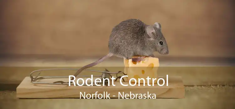 Rodent Control Norfolk - Nebraska