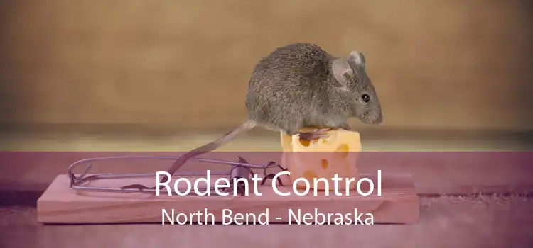 Rodent Control North Bend - Nebraska