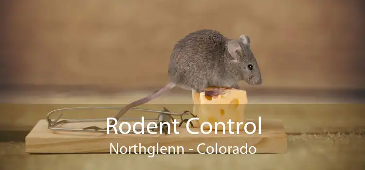 Rodent Control Northglenn - Colorado