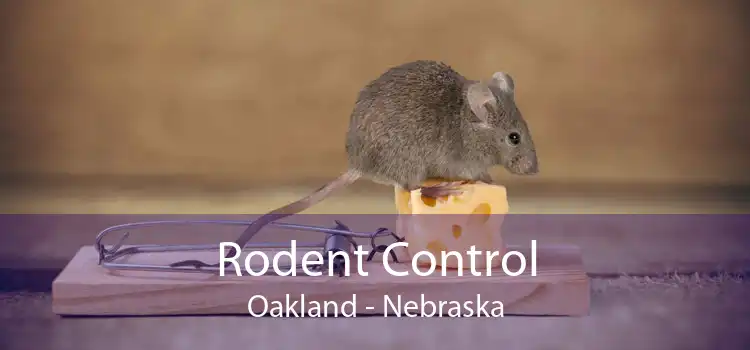 Rodent Control Oakland - Nebraska