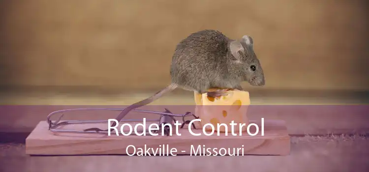 Rodent Control Oakville - Missouri