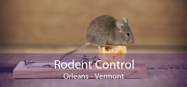 Rodent Control Orleans - Vermont