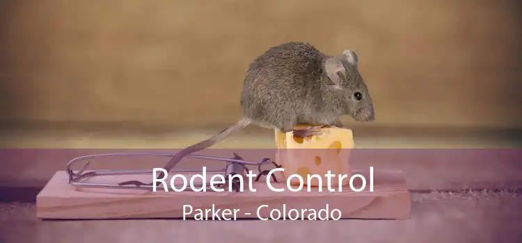 Rodent Control Parker - Colorado
