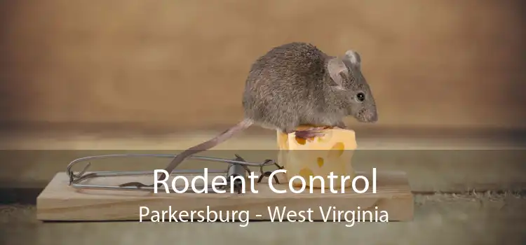 Rodent Control Parkersburg - West Virginia