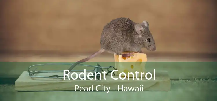 Rodent Control Pearl City - Hawaii