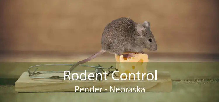 Rodent Control Pender - Nebraska