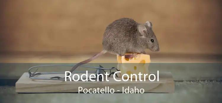 Rodent Control Pocatello - Idaho