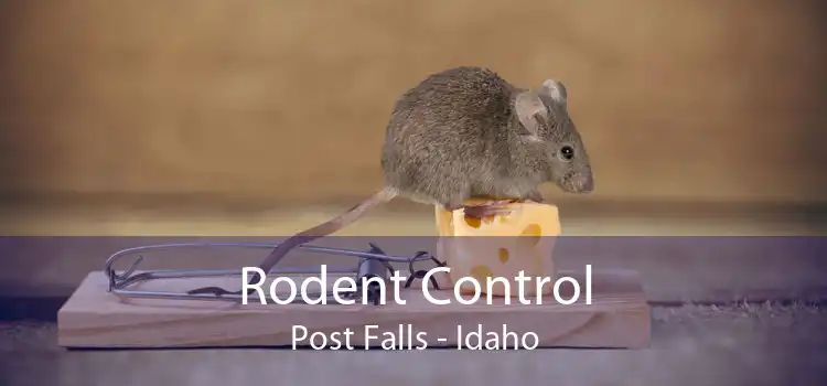 Rodent Control Post Falls - Idaho