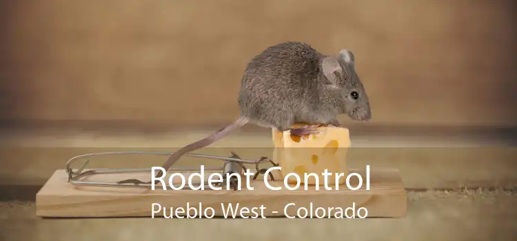 Rodent Control Pueblo West - Colorado