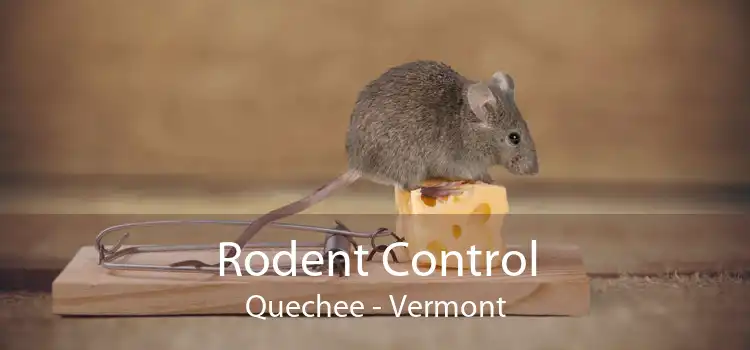 Rodent Control Quechee - Vermont