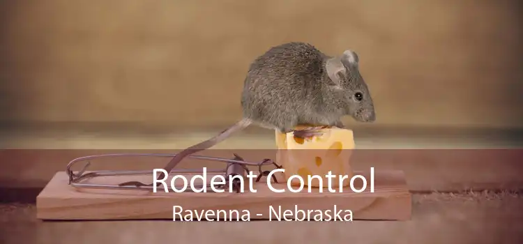 Rodent Control Ravenna - Nebraska