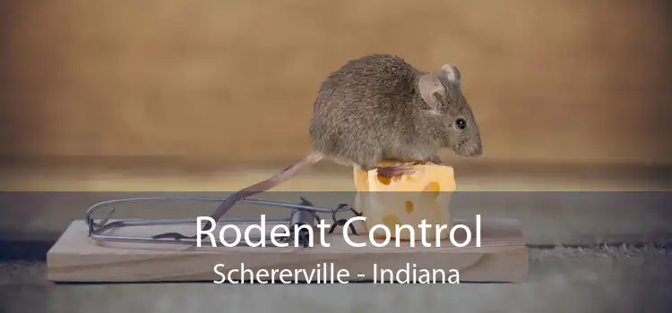 Rodent Control Schererville - Indiana