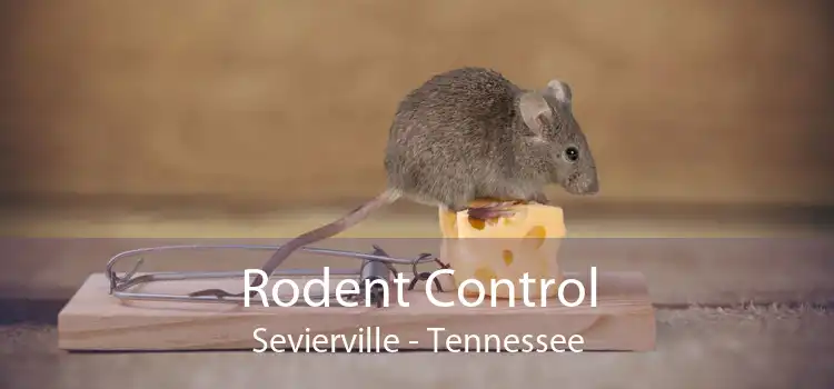 Rodent Control Sevierville - Tennessee