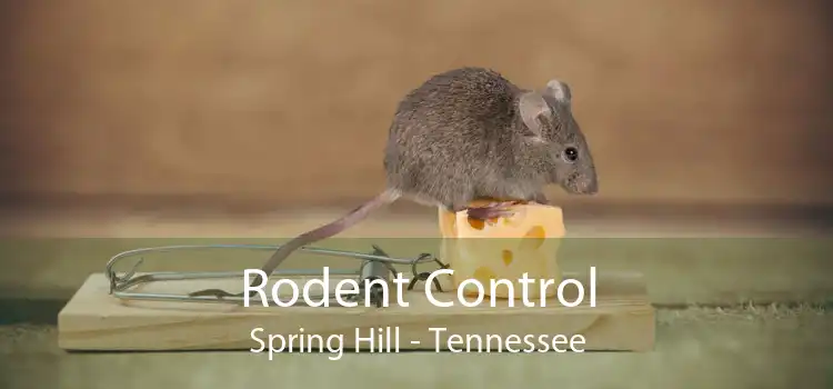 Rodent Control Spring Hill - Tennessee