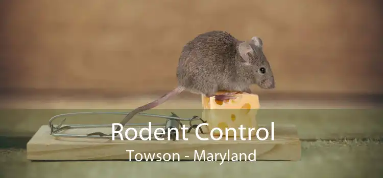 Rodent Control Towson - Maryland