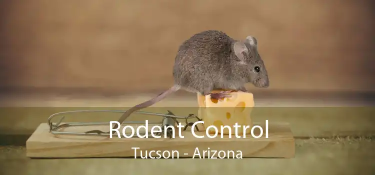 Rodent Control Tucson - Arizona