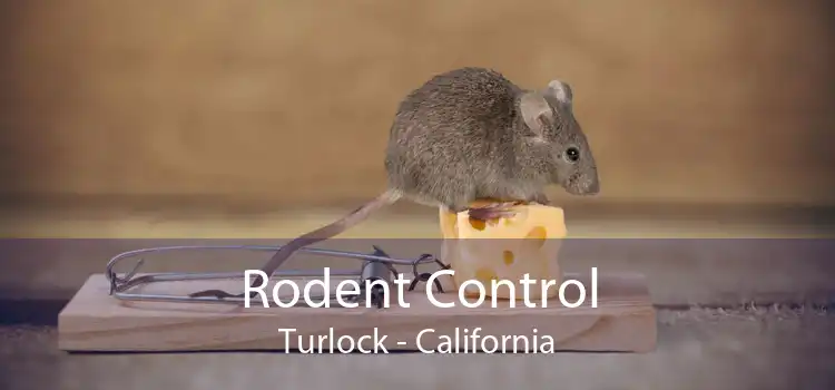 Rodent Control Turlock - California