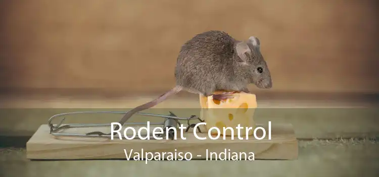 Rodent Control Valparaiso - Indiana