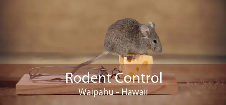 Rodent Control Waipahu - Hawaii