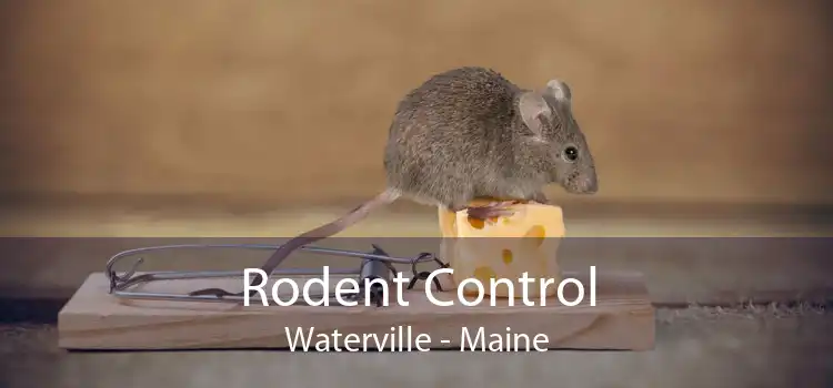 Rodent Control Waterville - Maine