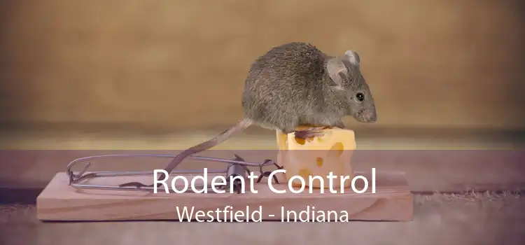 Rodent Control Westfield - Indiana