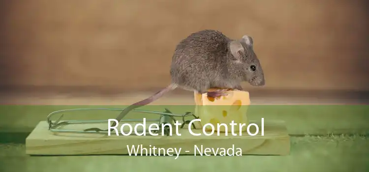 Rodent Control Whitney - Nevada
