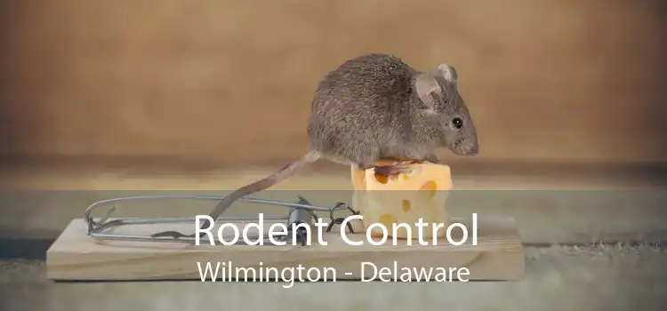 Rodent Control Wilmington - Delaware