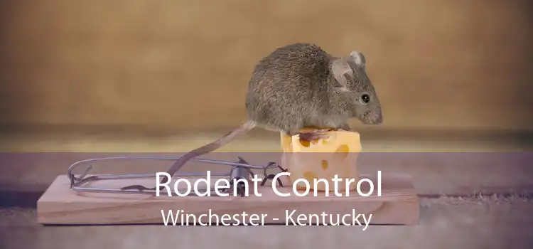 Rodent Control Winchester - Kentucky