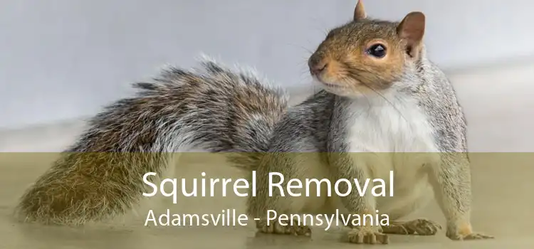 Squirrel Removal Adamsville - Pennsylvania