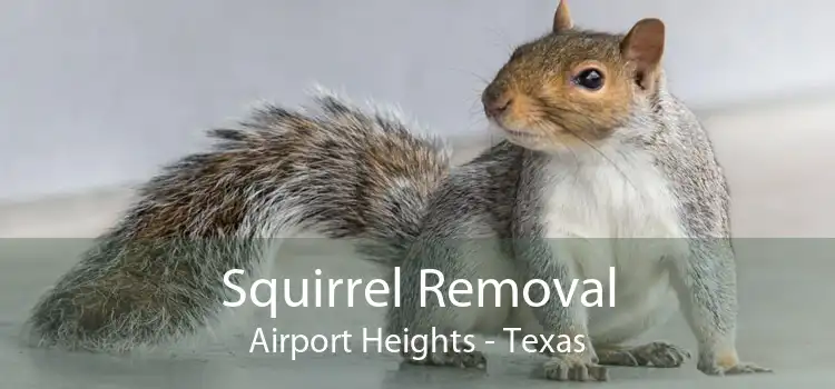 Squirrel Removal Airport Heights - Texas