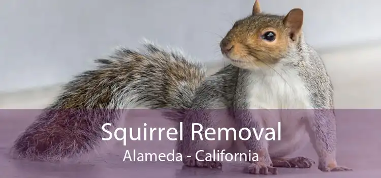 Squirrel Removal Alameda - California
