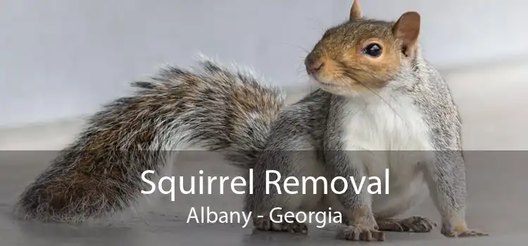 Squirrel Removal Albany - Georgia