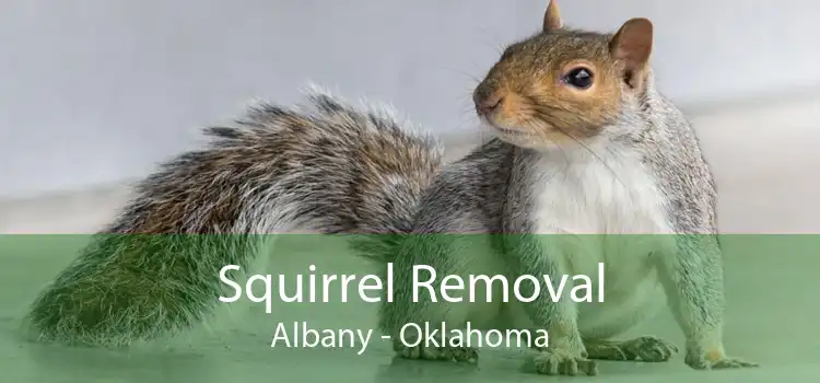 Squirrel Removal Albany - Oklahoma