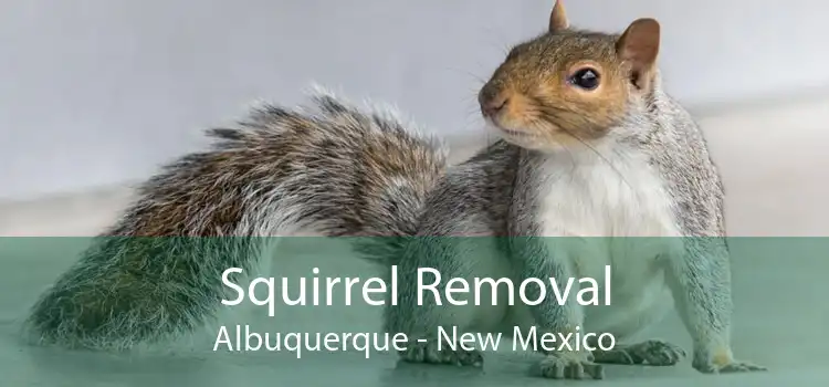 Squirrel Removal Albuquerque - New Mexico