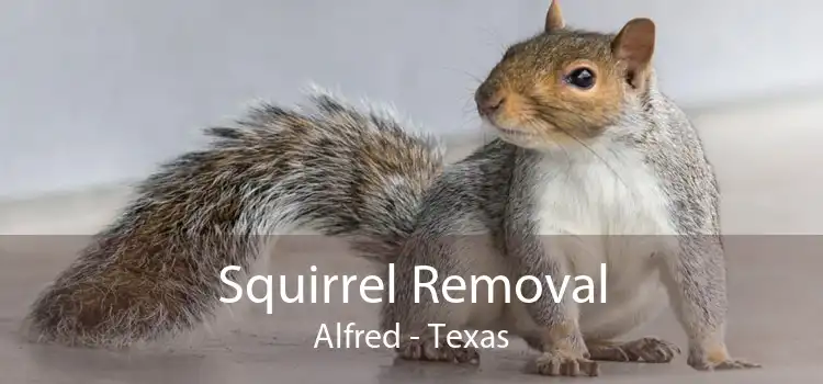Squirrel Removal Alfred - Texas