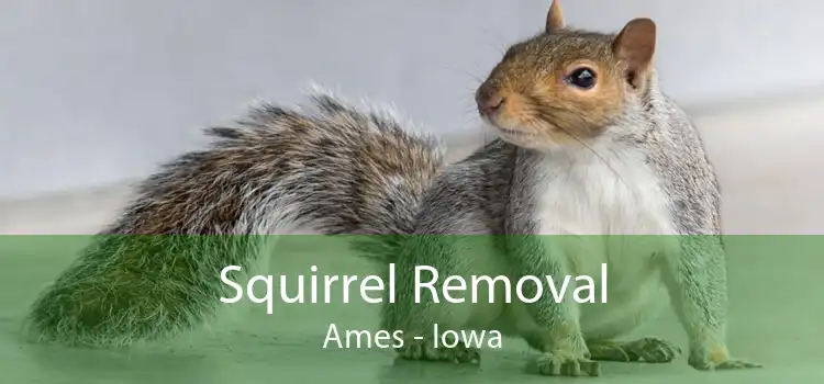 Squirrel Removal Ames - Iowa