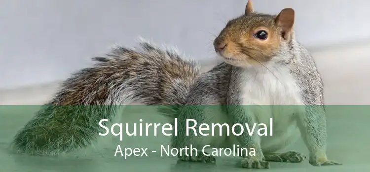 Squirrel Removal Apex - North Carolina