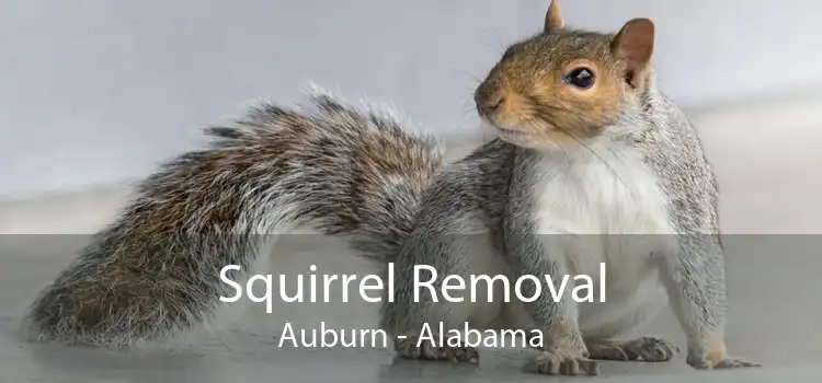 Squirrel Removal Auburn - Alabama