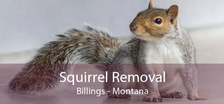 Squirrel Removal Billings - Montana