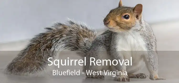 Squirrel Removal Bluefield - West Virginia