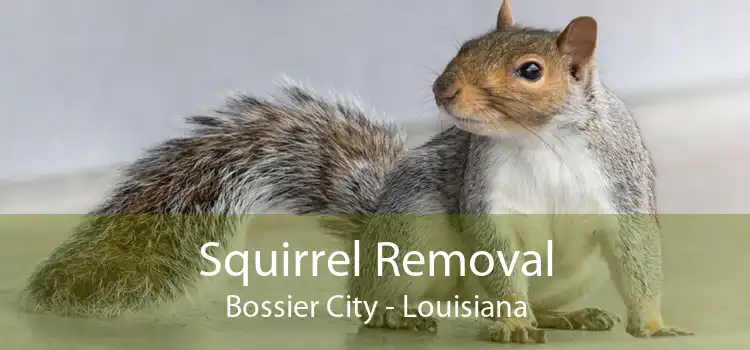 Squirrel Removal Bossier City - Louisiana