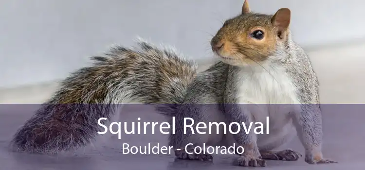 Squirrel Removal Boulder - Colorado